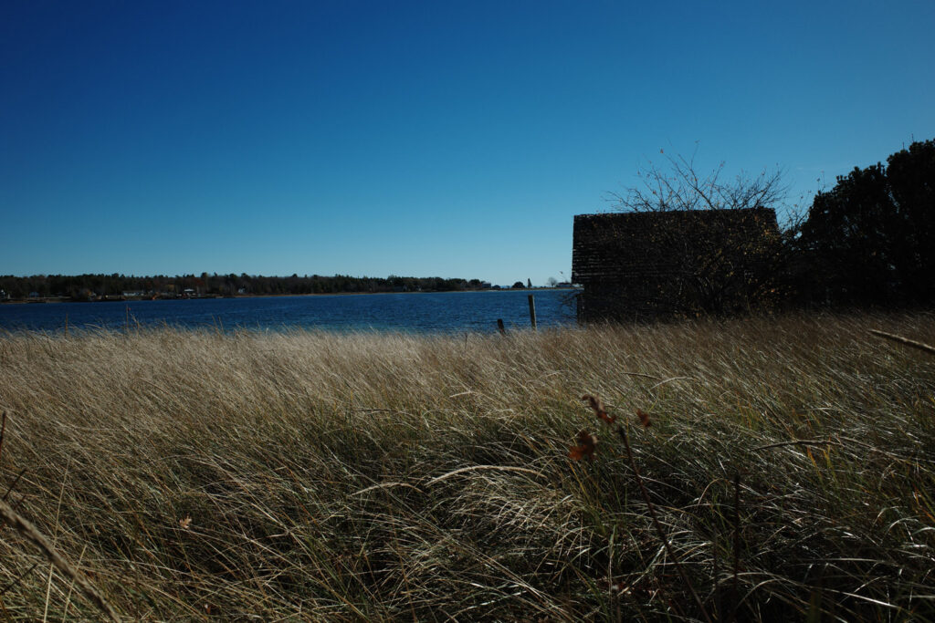 windswept reeds on shoreline