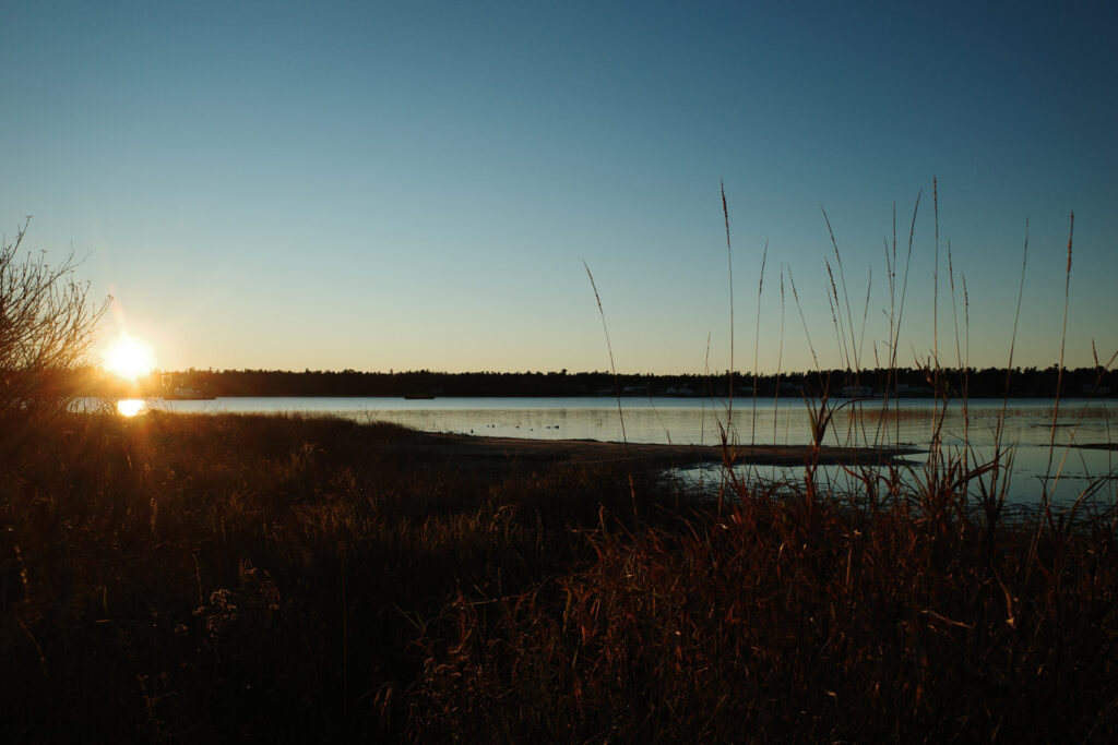 reeds and sunset on shoreline