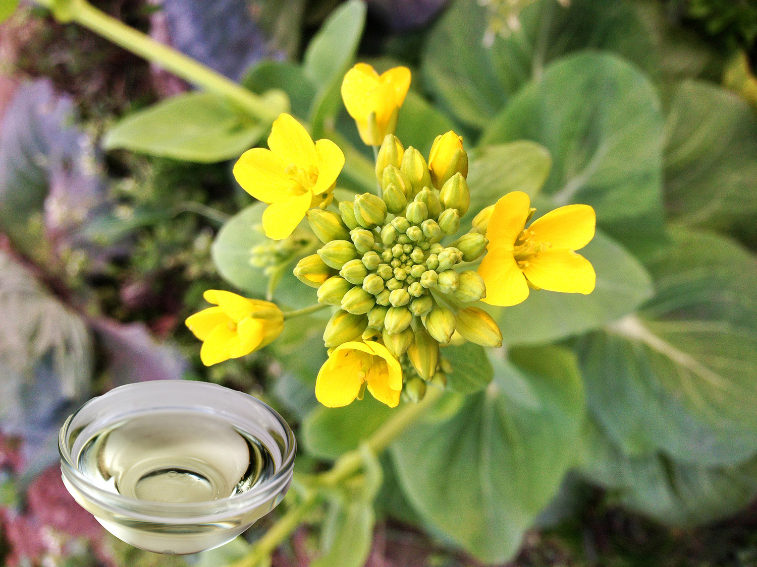 Canola flower with photoshopped saucer of canola oil