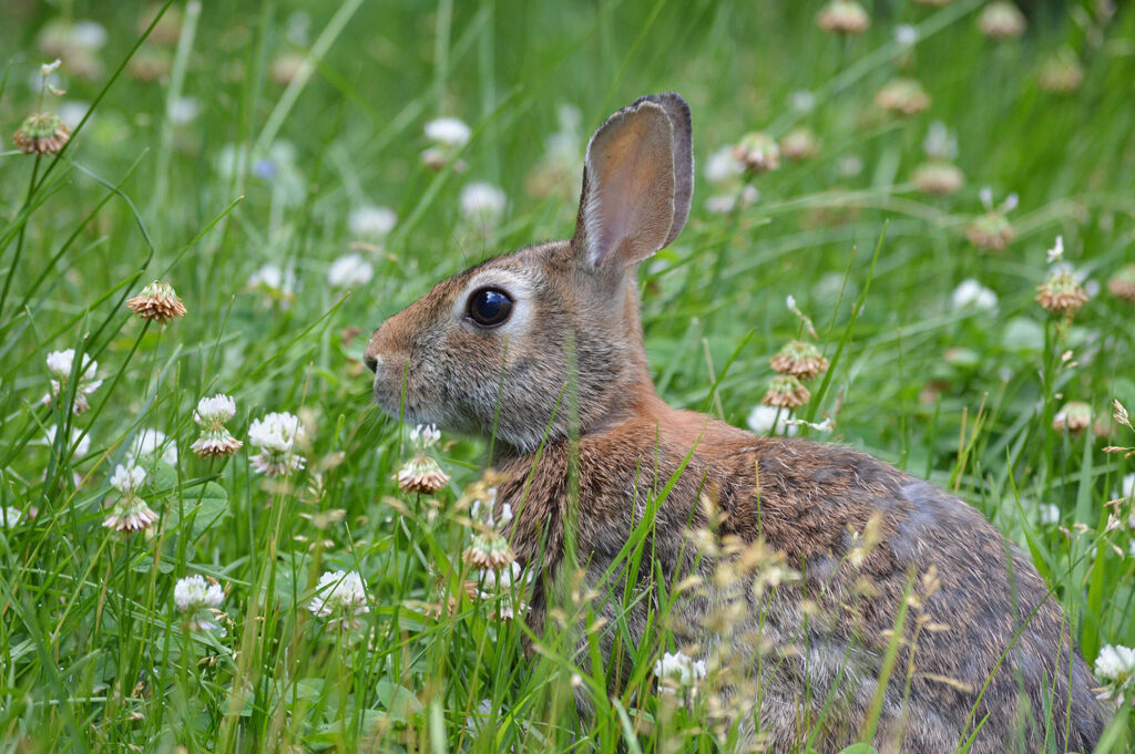 Squirrels, Beaver, and Rabbits Are Table Fare