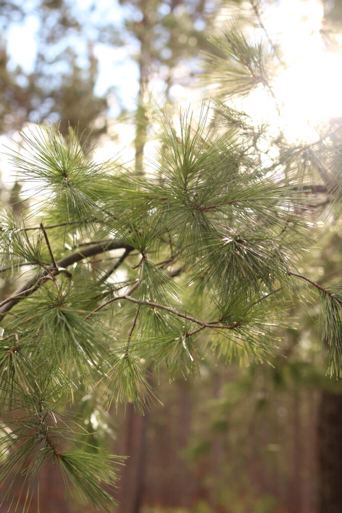 Pine tree branch with sun shining through it