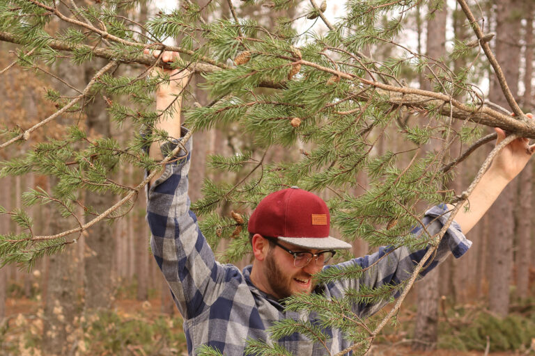 Man holding up cut pine tree