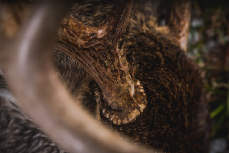 Closeup view of taxidermied moose head with antlers