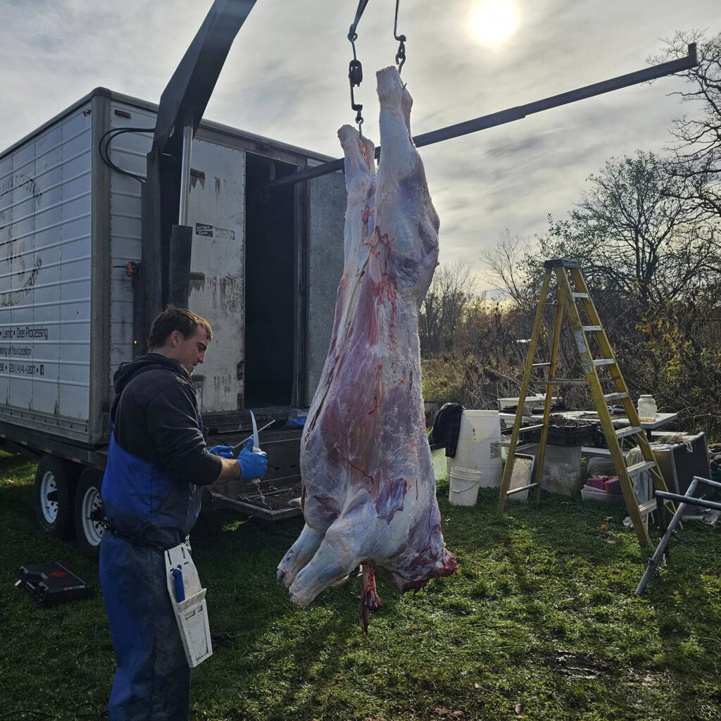 Bordeaux brothers butchering hog