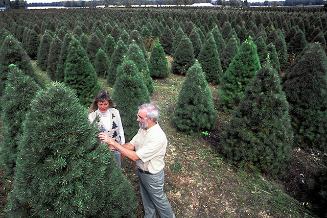 Christmas Tree farm in East Lansing