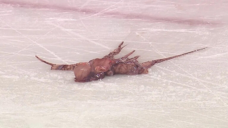 Octopus on ice