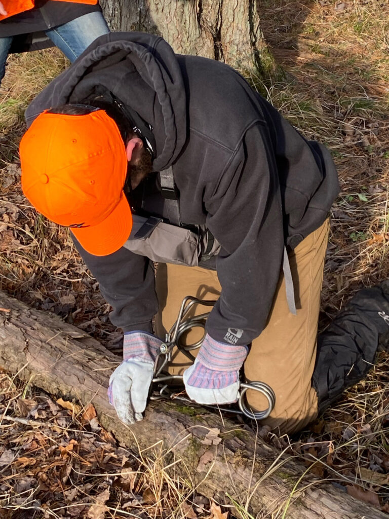 Man seting trap on log