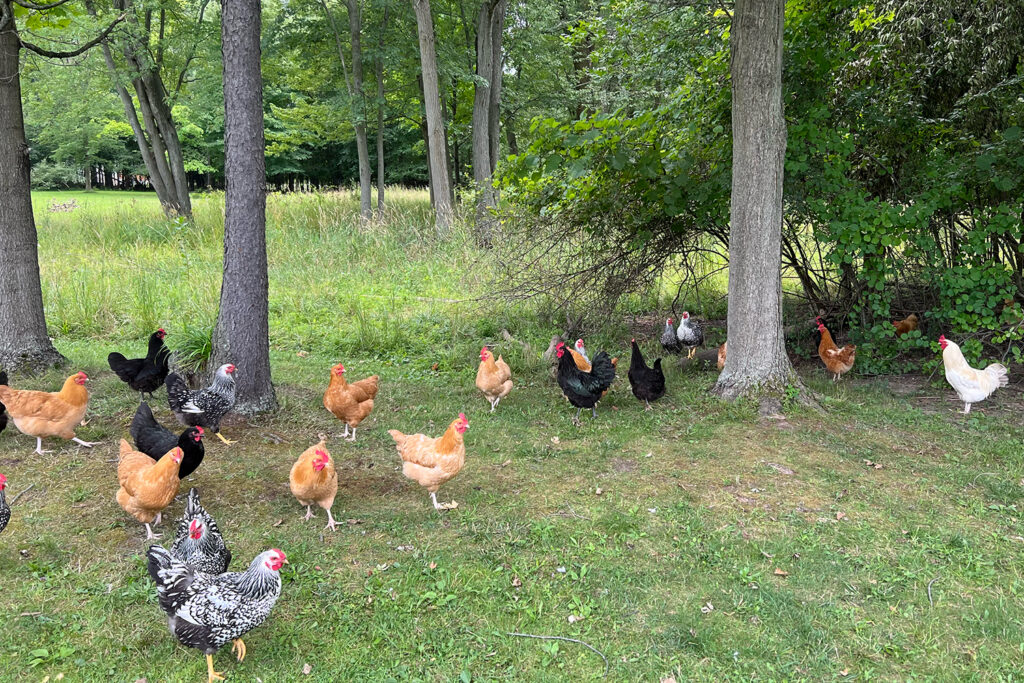 Chickens in a meadow