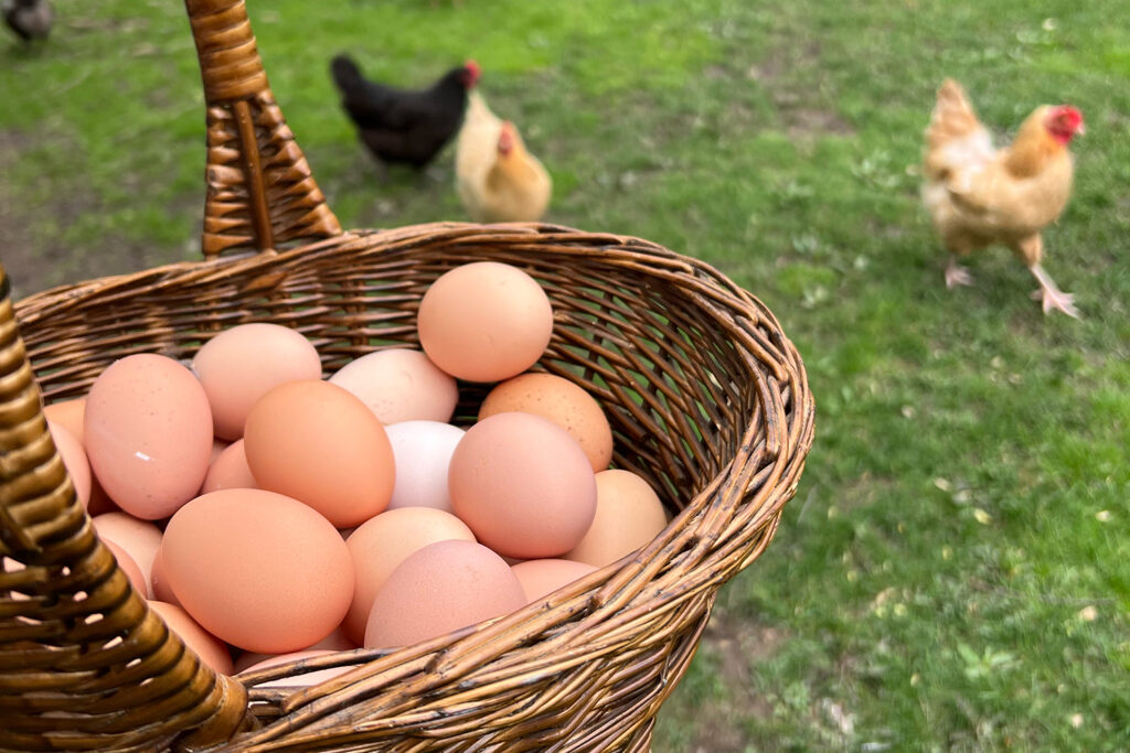 Eggs in basket with chicken in background