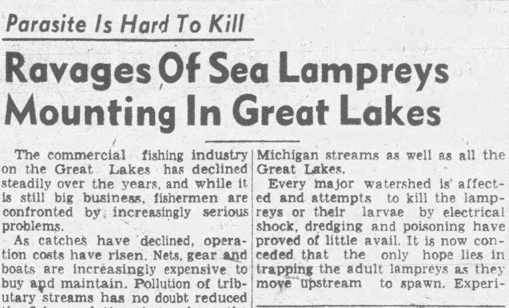 Newspaper clipping reading "Parasite Is Hard To Kill
Ravages Of Sea Lampreys Mounting In Great Lakes
The commercial fishing industry Michigan streams as well as all the on the Great. Lakes has declined
Great Lakes.
steadily over the years, and while it
Every major watershed is' affect-
is still
is still big business, fishermen are ed and attempts to kill the lamp-confronted by increasingly serious reys or their larvae by electrical problems.
shock, dredging and poisoning have
As catches have declined, opera-
proved of little avail. It is now con-
tion costs have risen. Nets, gear and ceded that the only hope lies in boats are increasingly expensive to trapping the adult lampreys as they buy and maintain. Pollution of trib-
move upstream to spawn. Experi-"