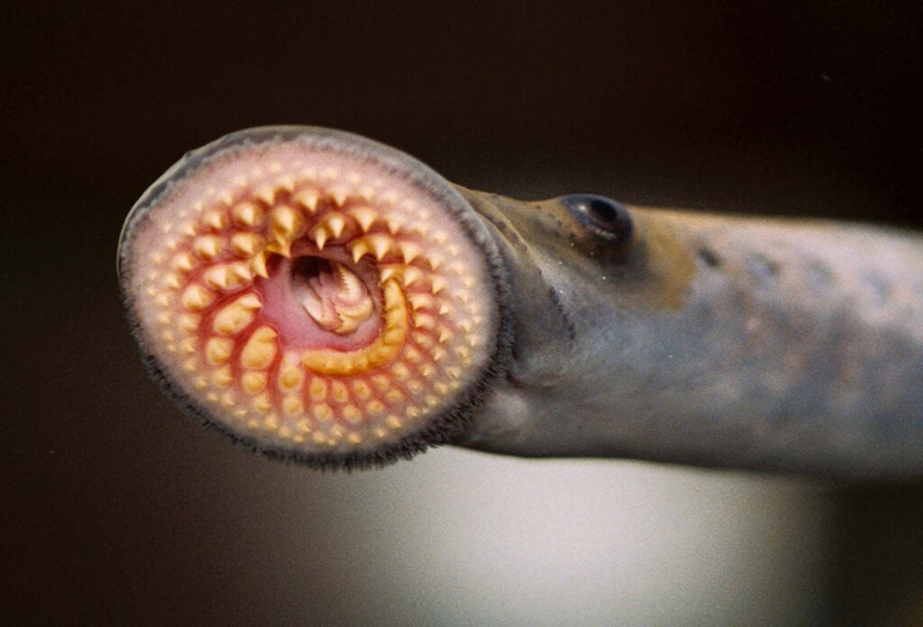 sea lamprey spiked mouth