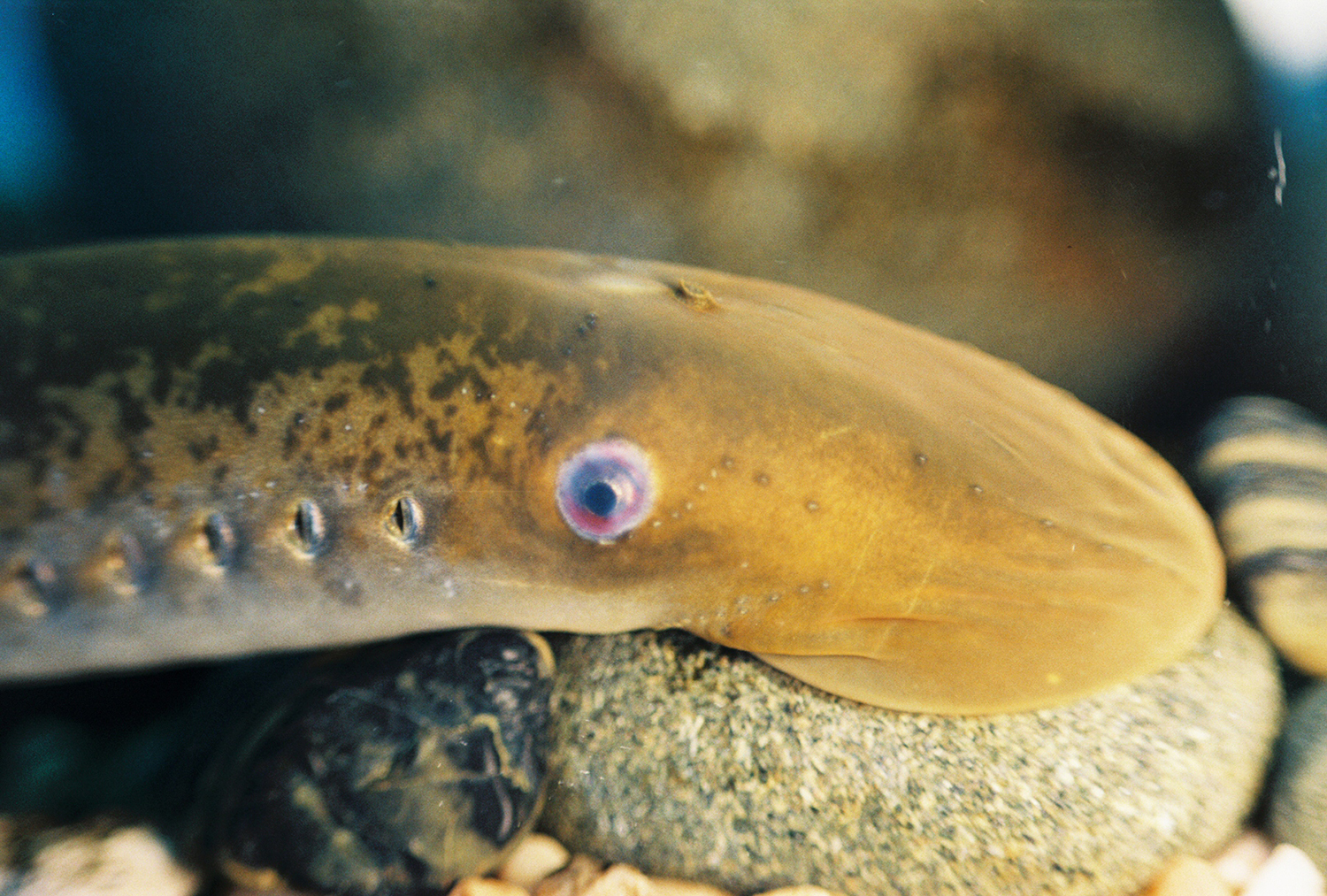 Sea Lamprey