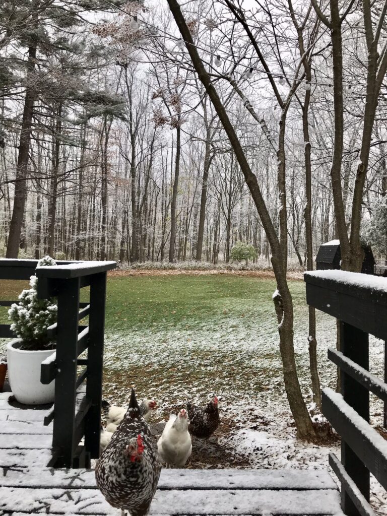 chickens in snowy yard