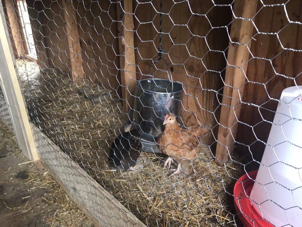 chickens in wired in coop