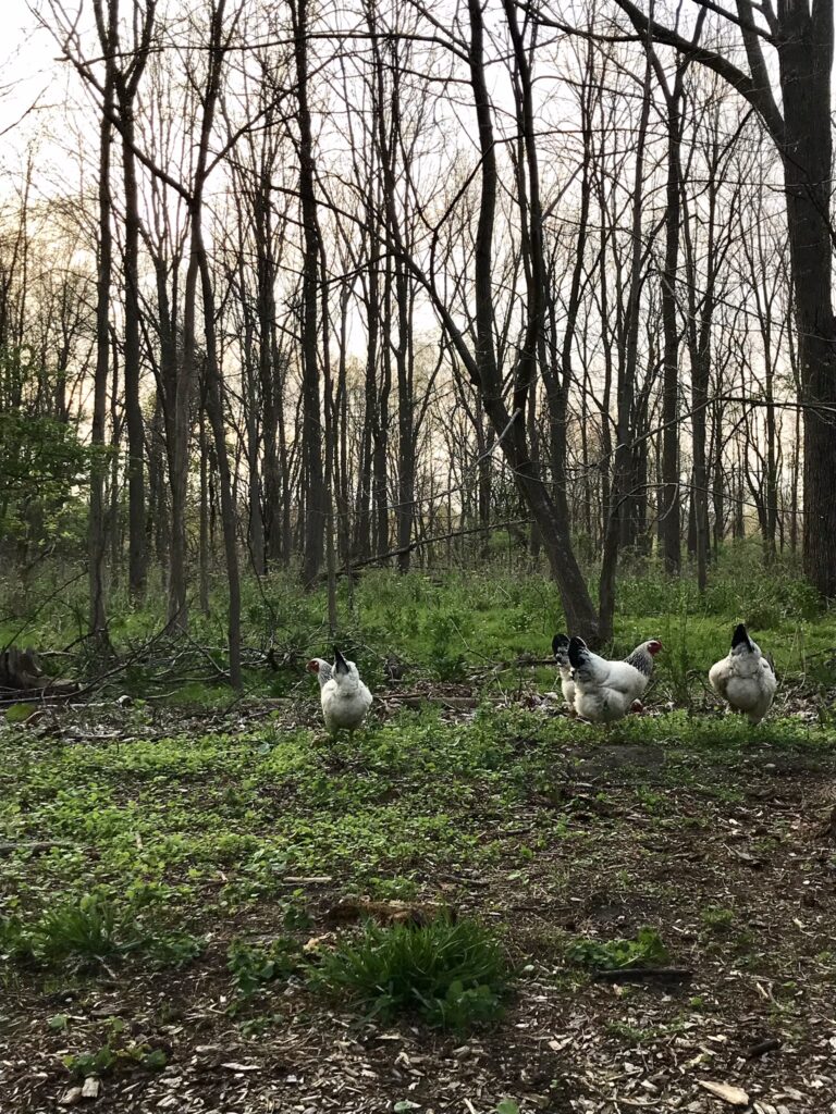 chickens in forest