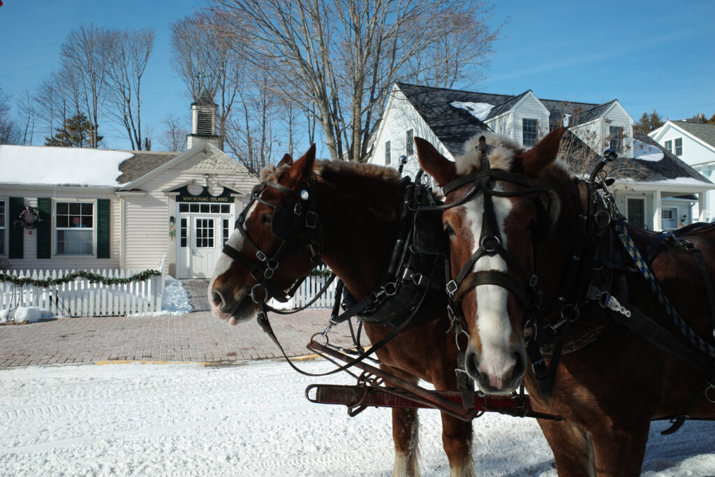 horses on mackinac island in winter