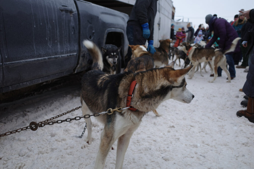 dogs in sled harness