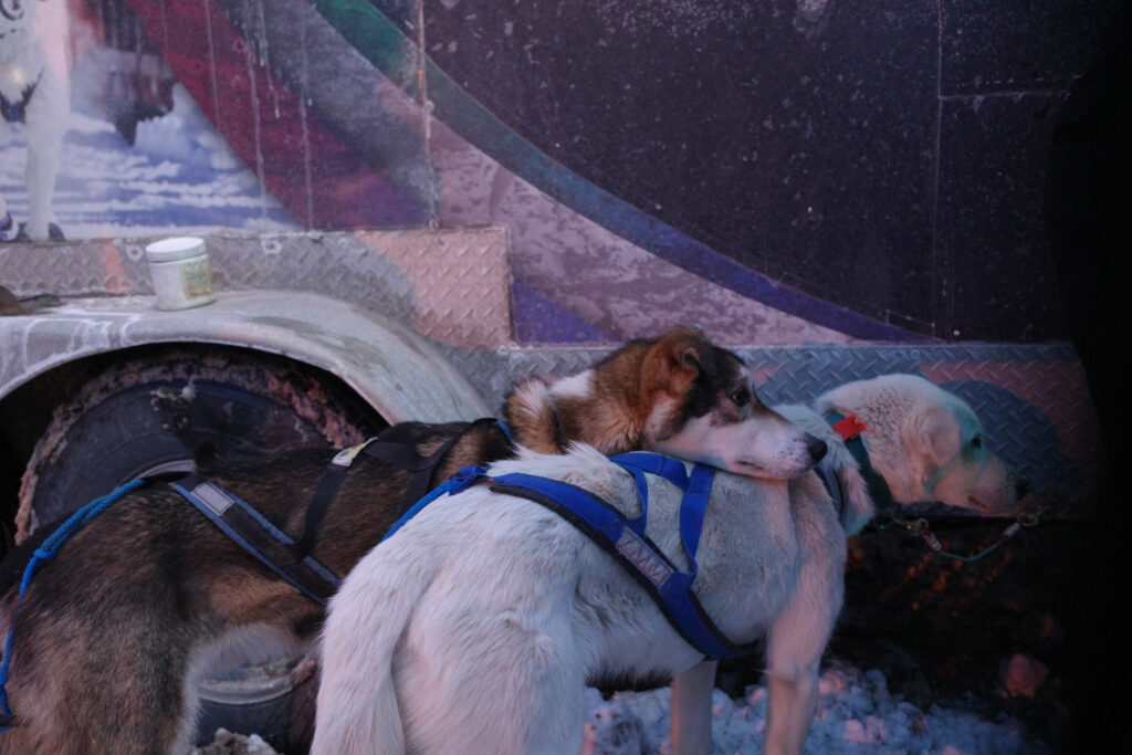 dogs in harness cuddling up