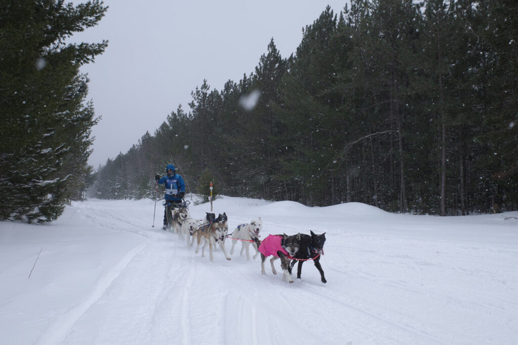 dog sled team racing past