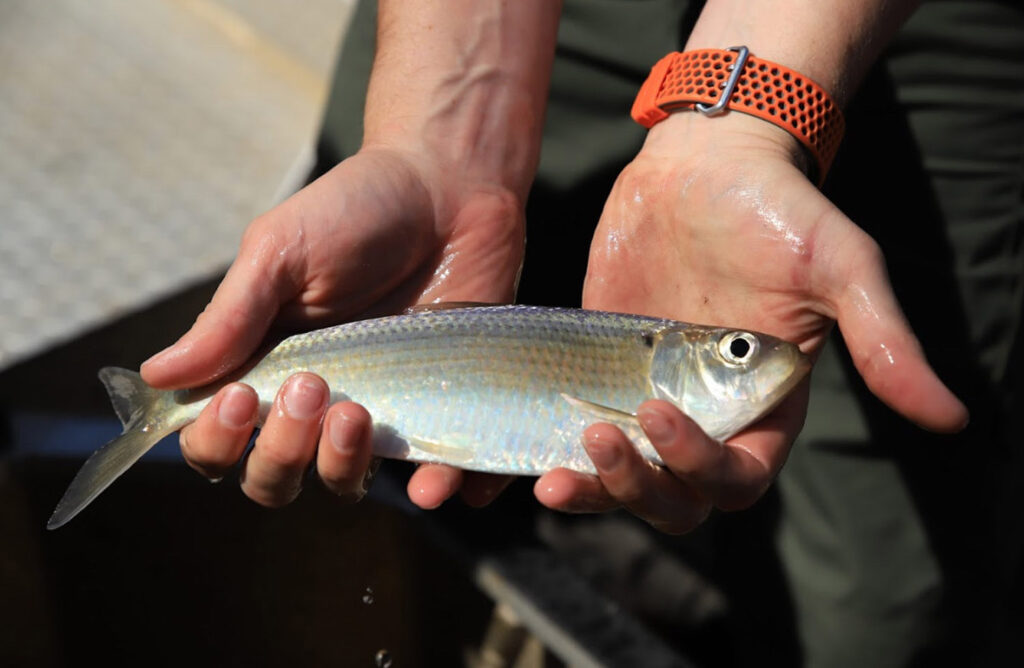 man holding alewife fish