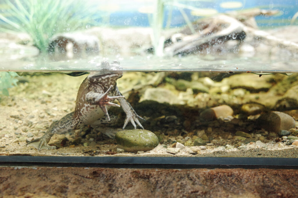 wildlife at belle isle nature center