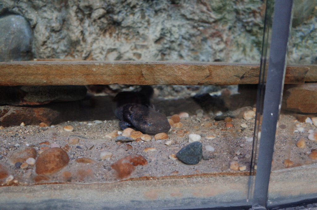 wildlife at belle isle nature center