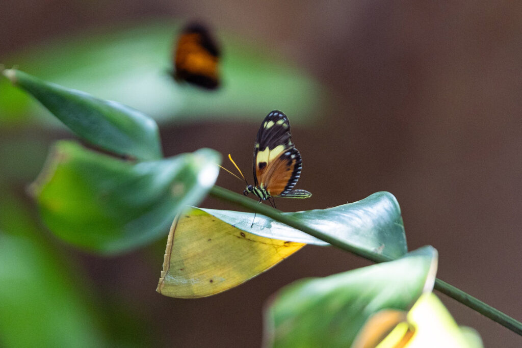 butterfly exhibit