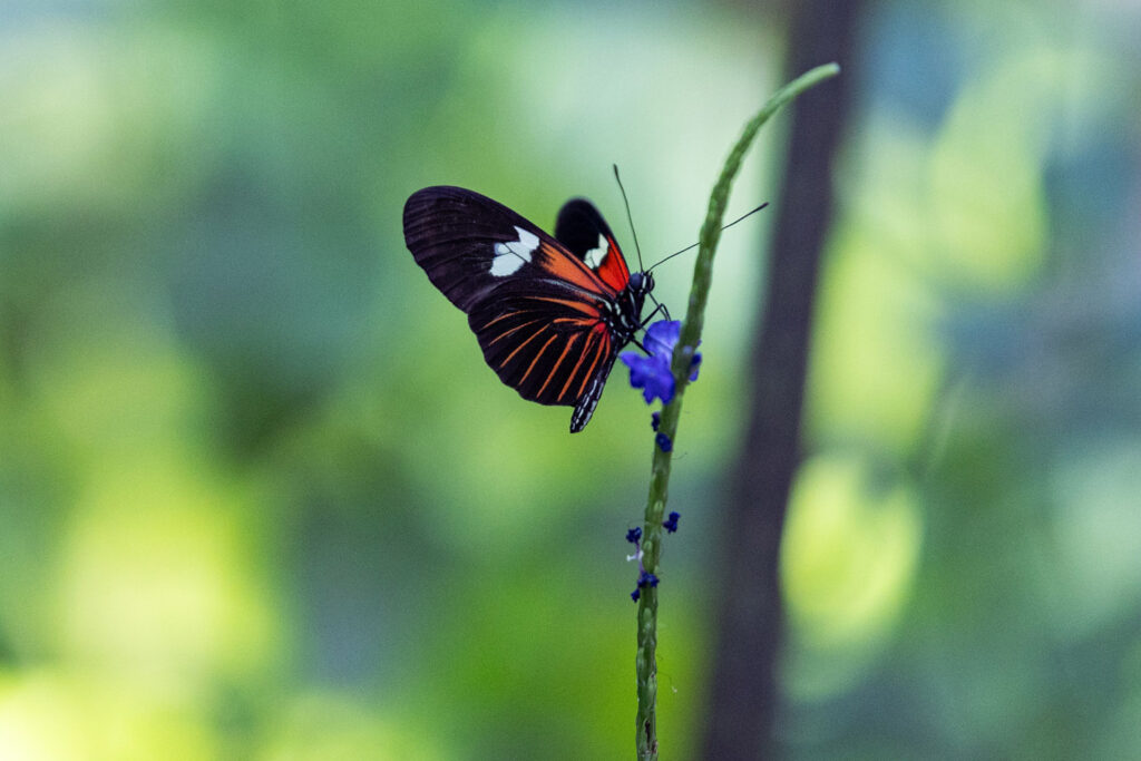 butterfly exhibit