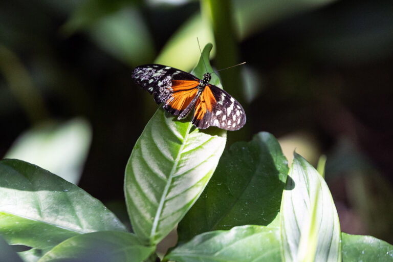 butterfly exhibit
