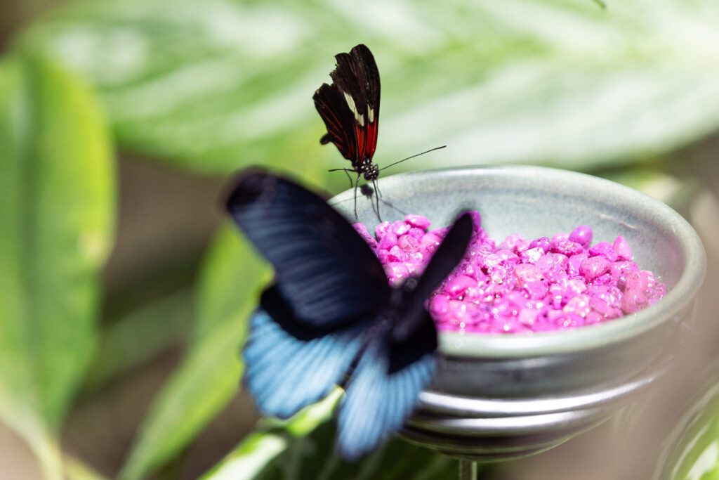 butterfly exhibit