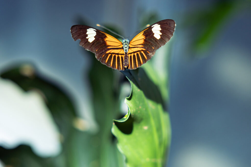 butterfly exhibit