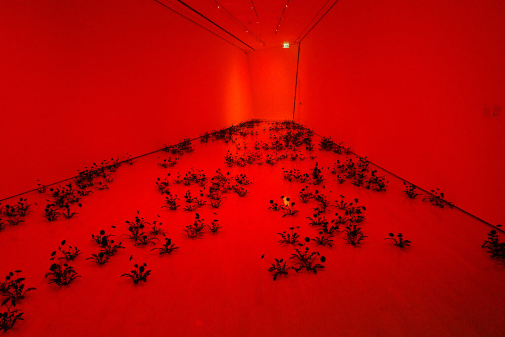 red room with black plants