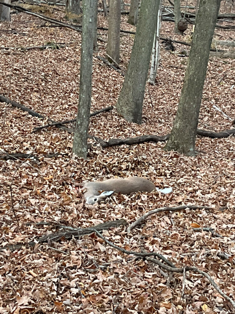 dead deer on ground in woods