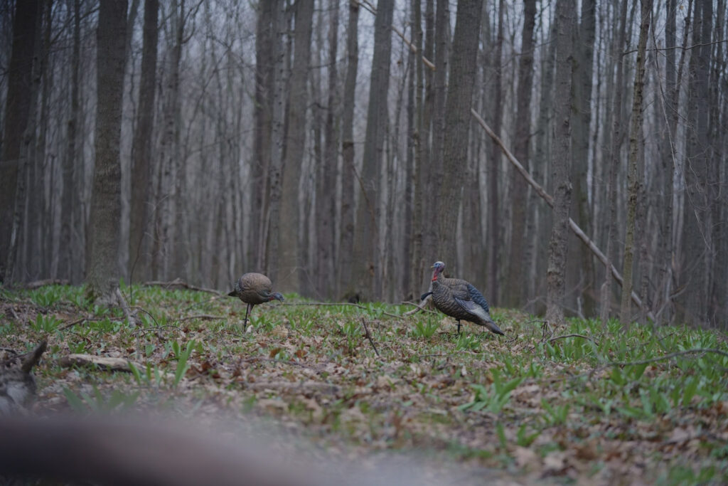 turkey hunting in woods
