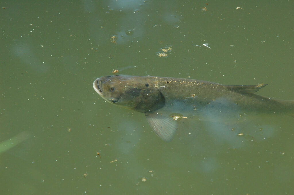 asian carp