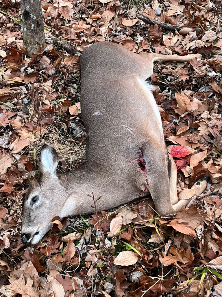 dead deer with bow wound