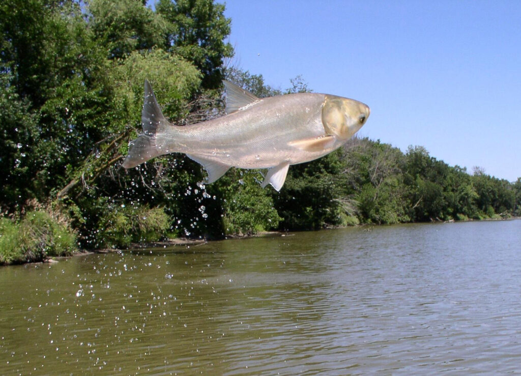 asian carp