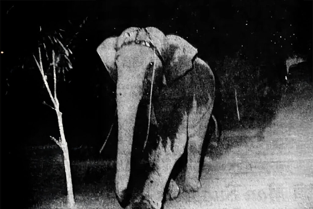 elephant marching black and white photo