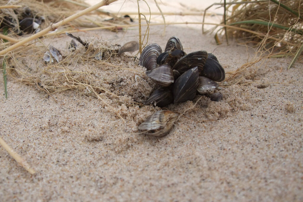 zebra mussels