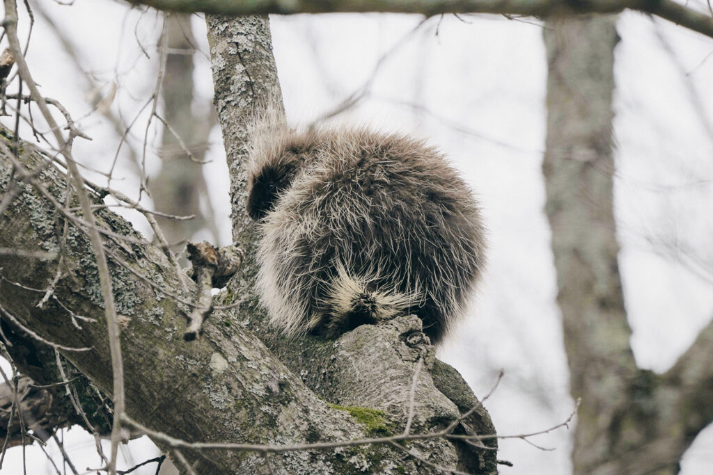 porcupine in tree