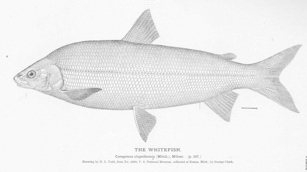 lake whitefish drawing