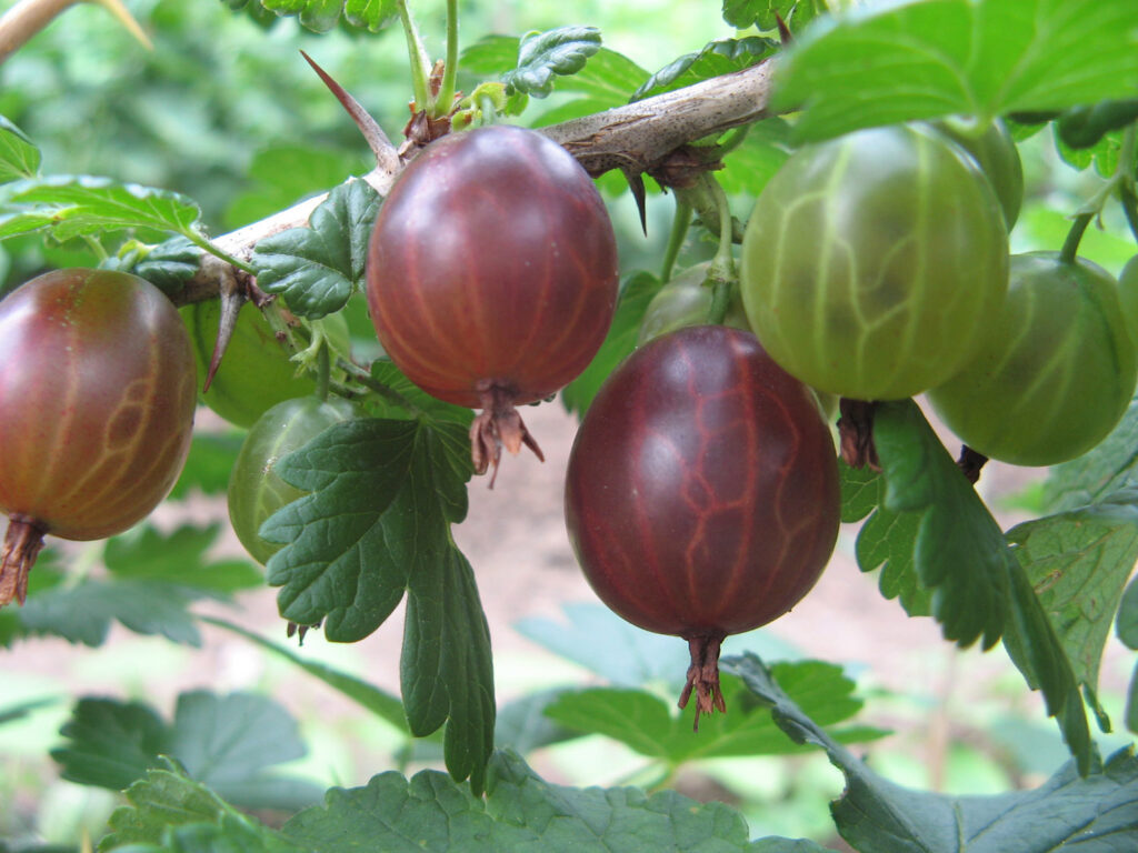 gooseberries