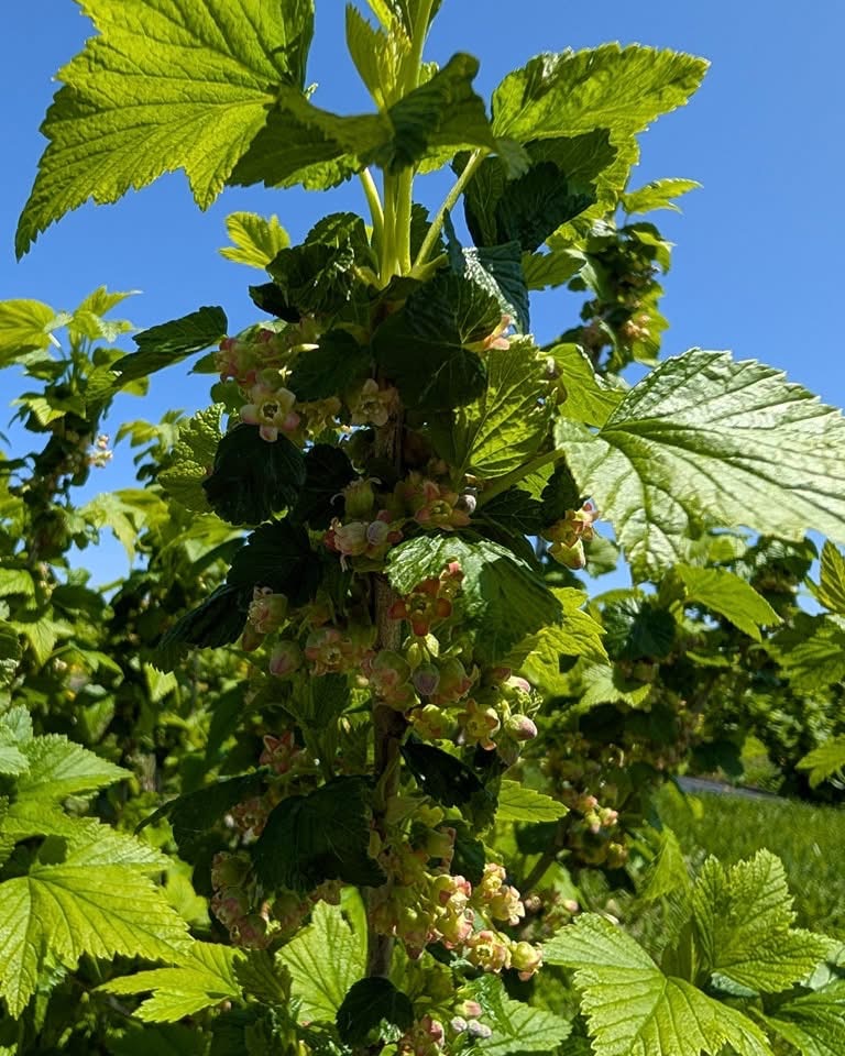 gooseberries