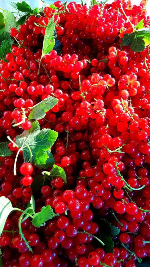 red currants