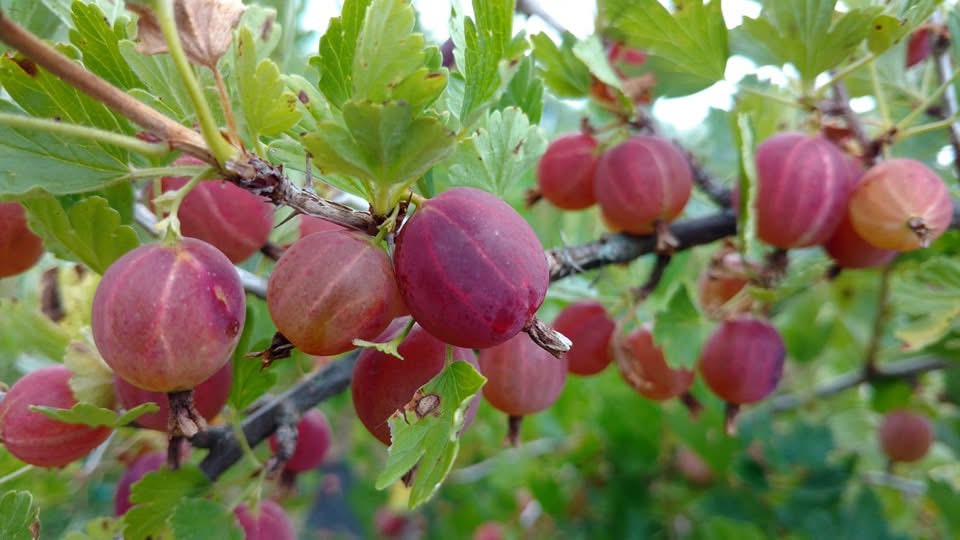 gooseberries