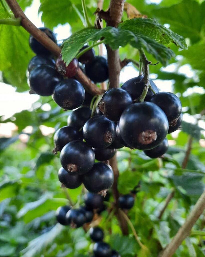 black currants