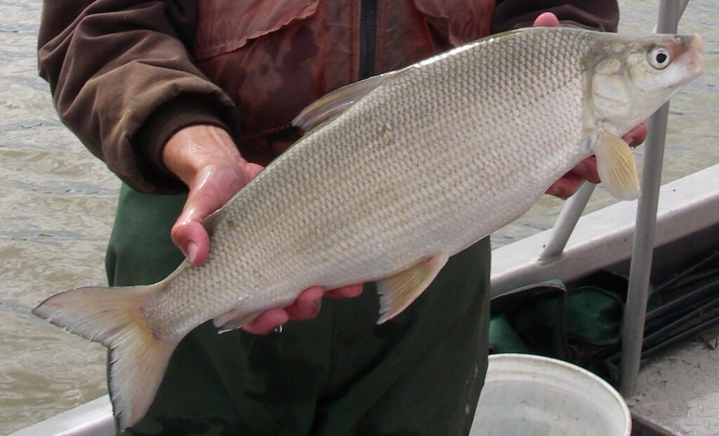 lake whitefish