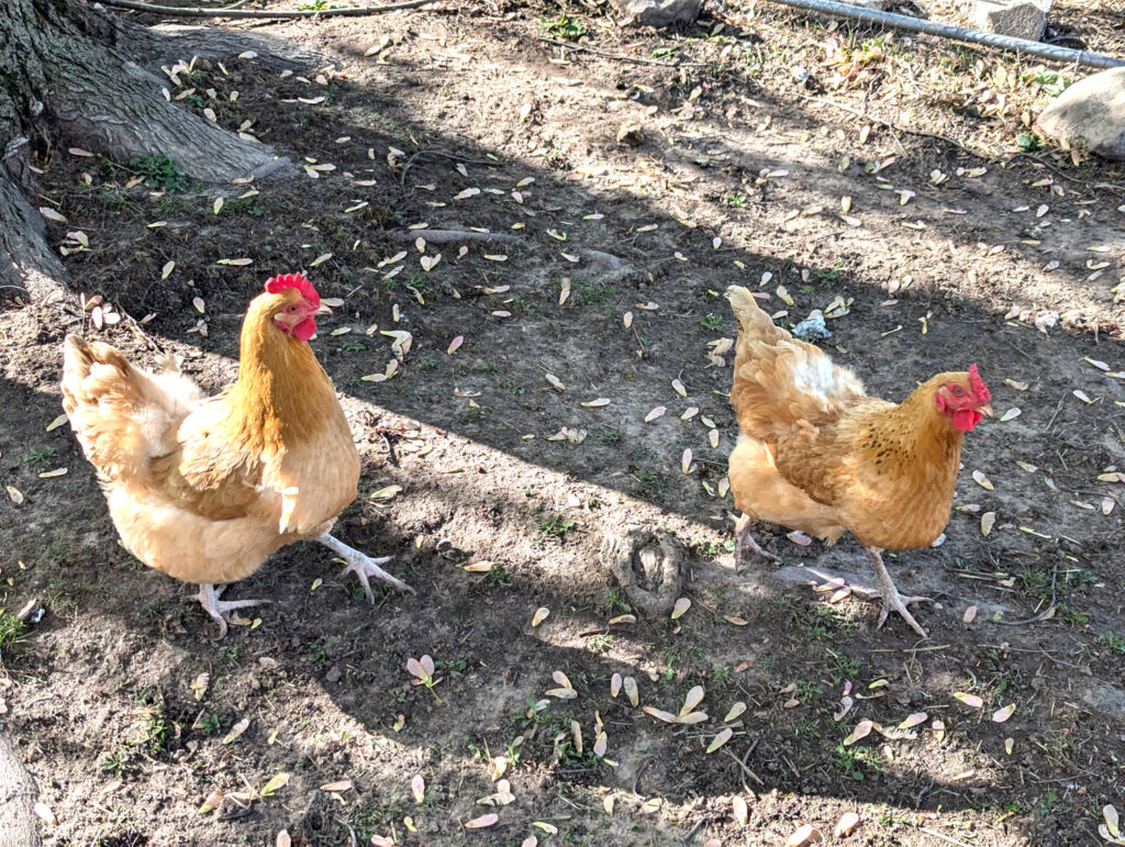 chicken hens