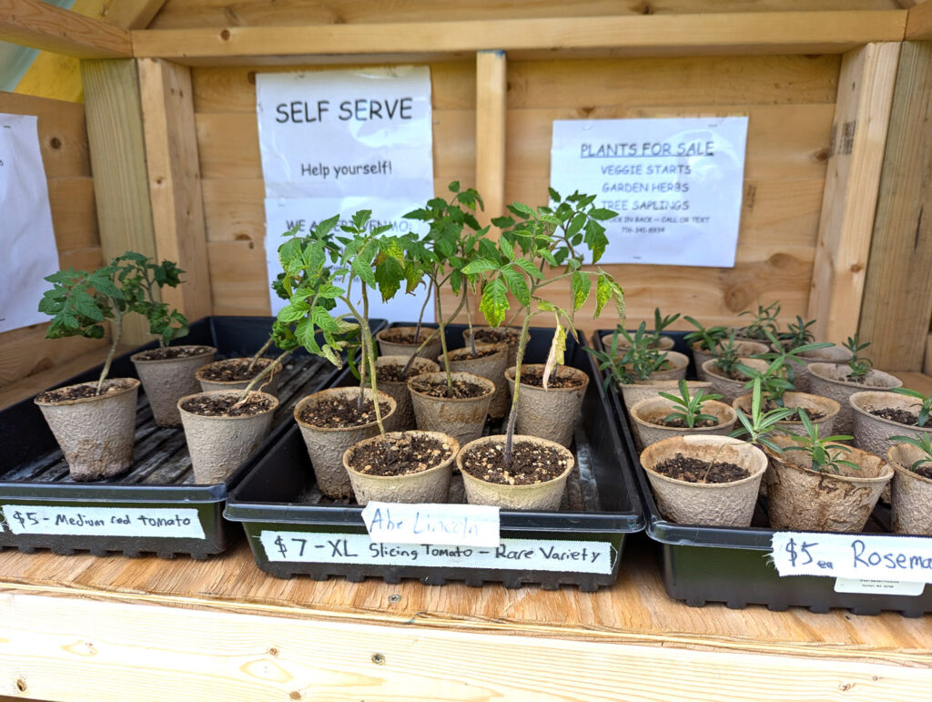 plants for sale at farm stand
