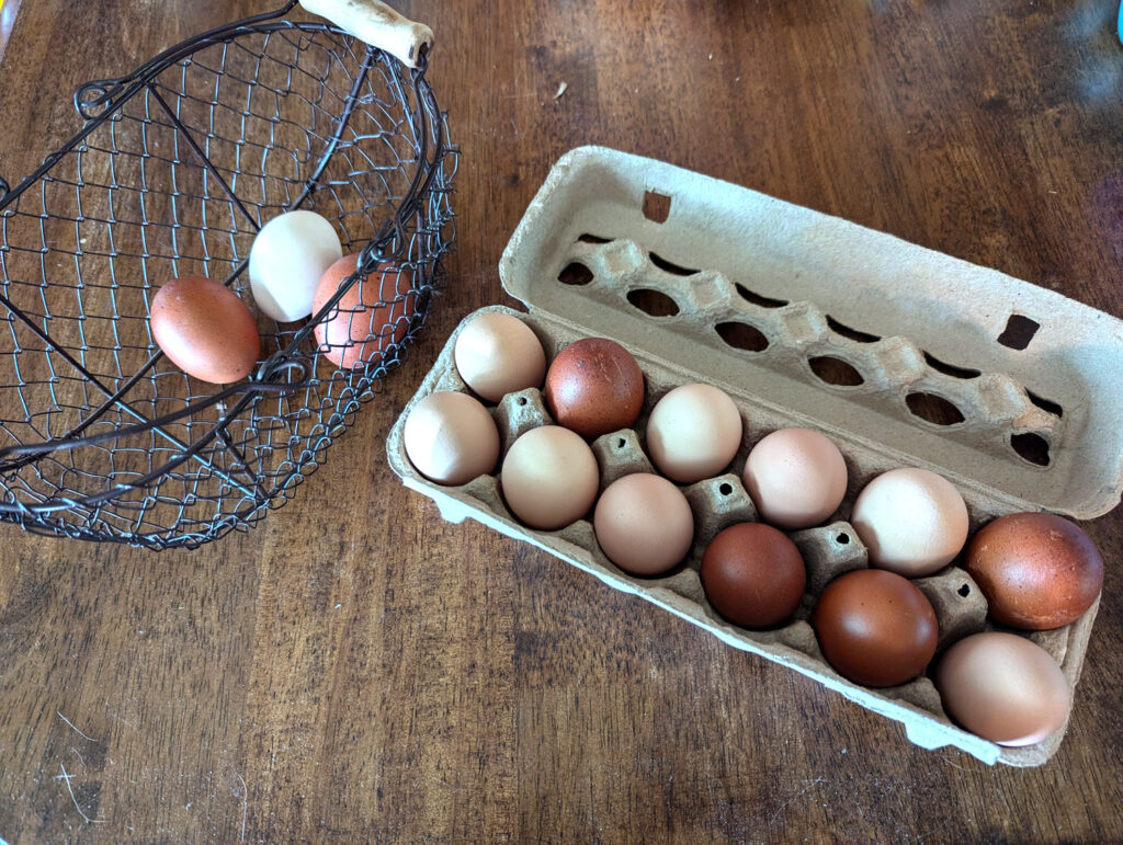 eggs